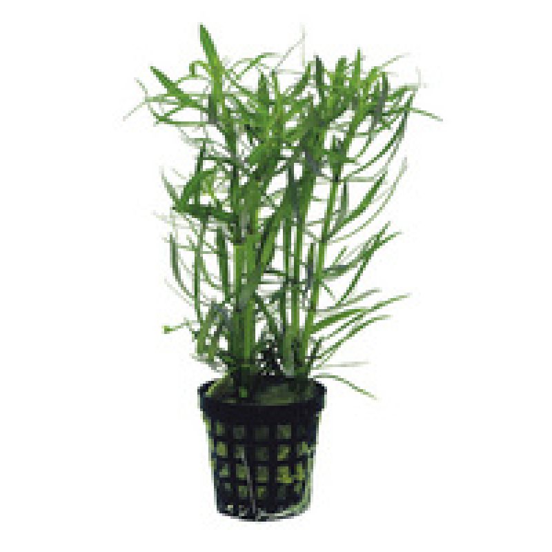 6x Pogostemon Stellatus